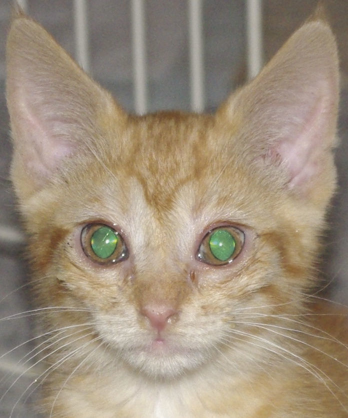 Pets of the Week: Ginger